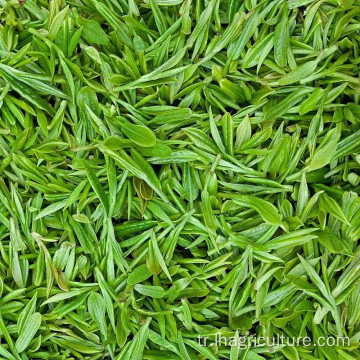 Toptan Sichuan Çay ve Bitki Aromalı Yeşil Çay